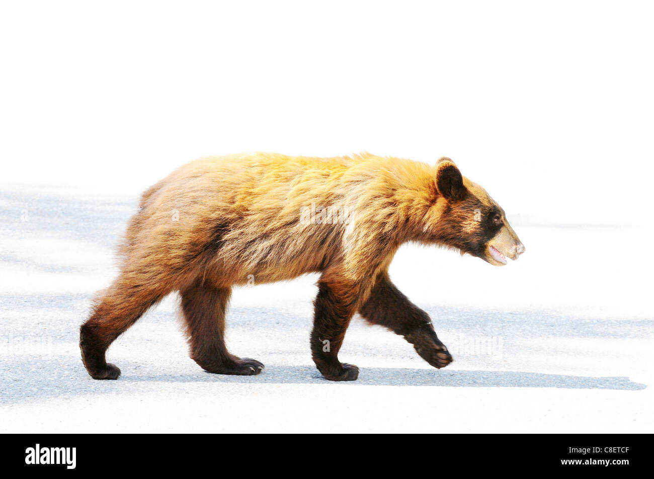 Brown bear habitat hi-res stock photography and images - Alamy