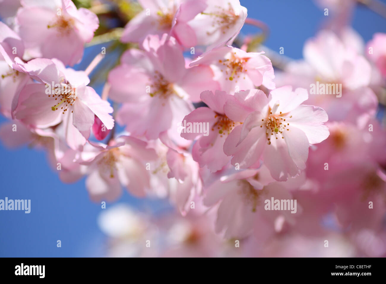 Japanese cherry blossom Stock Photo