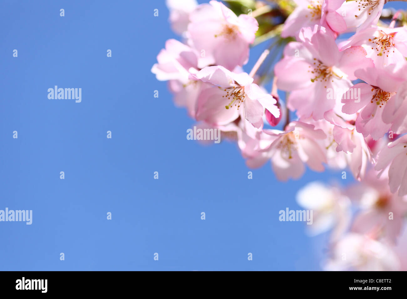 Japanese cherry blossom Stock Photo