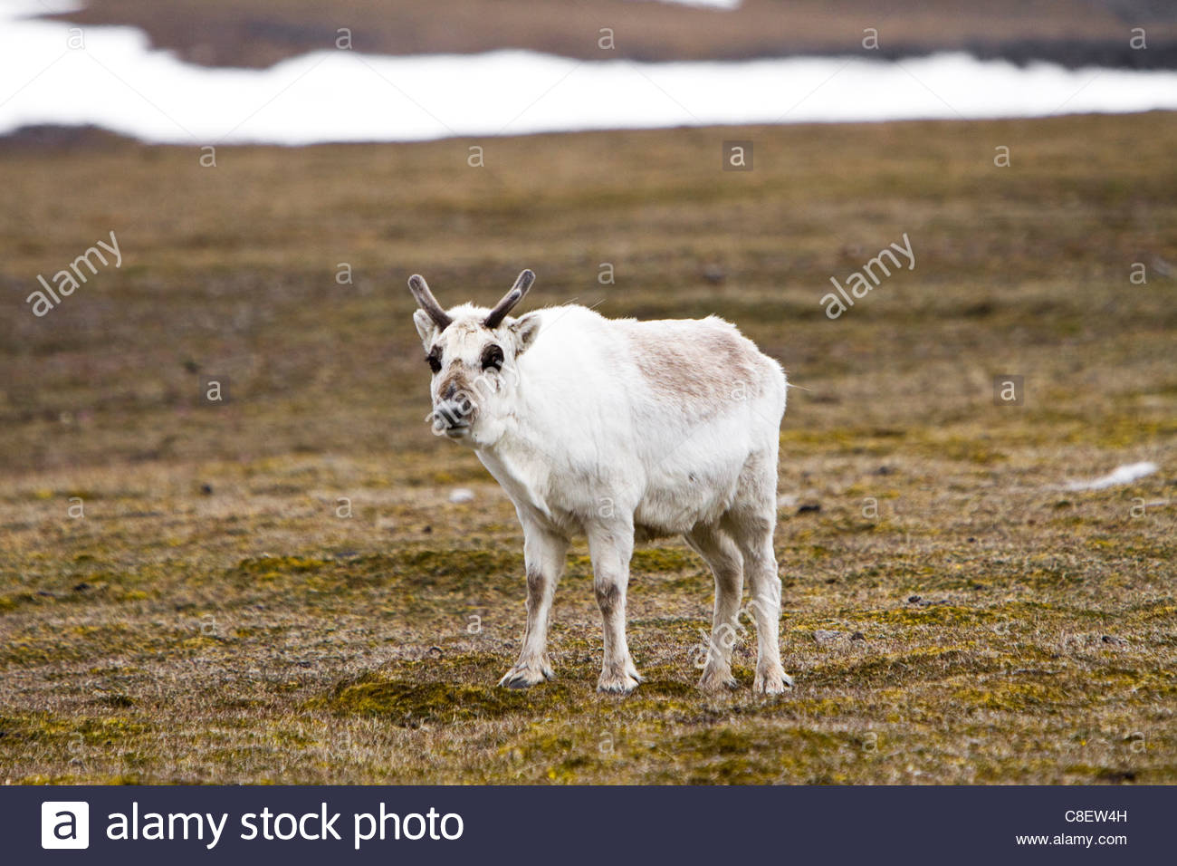 White Reindeer Stock Photos & White Reindeer Stock Images - Alamy