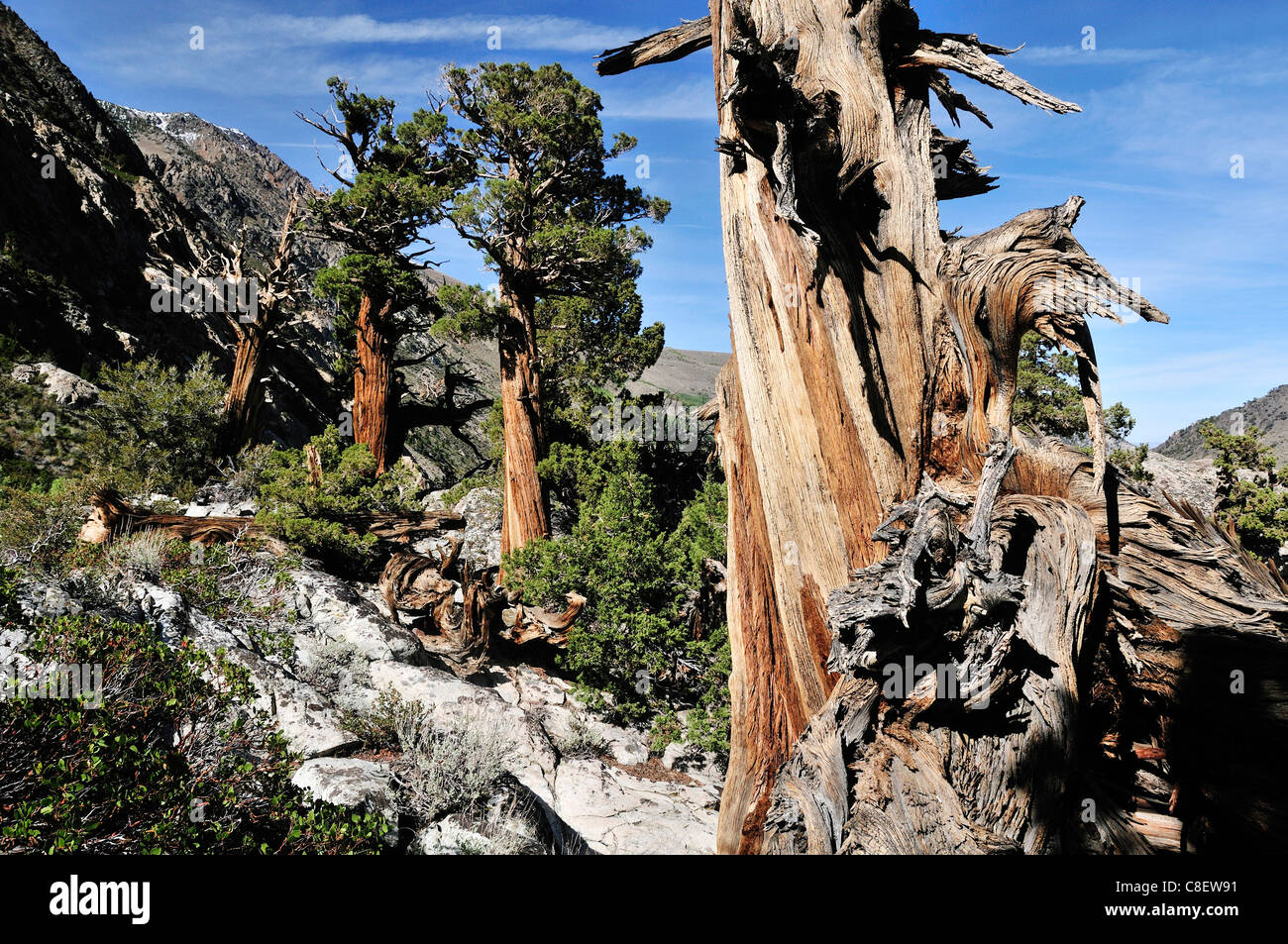 Trees, Sierra Nevada, Mountains, June Lakes Loop, near Lee Vining, California, USA, United States, America, landscape Stock Photo