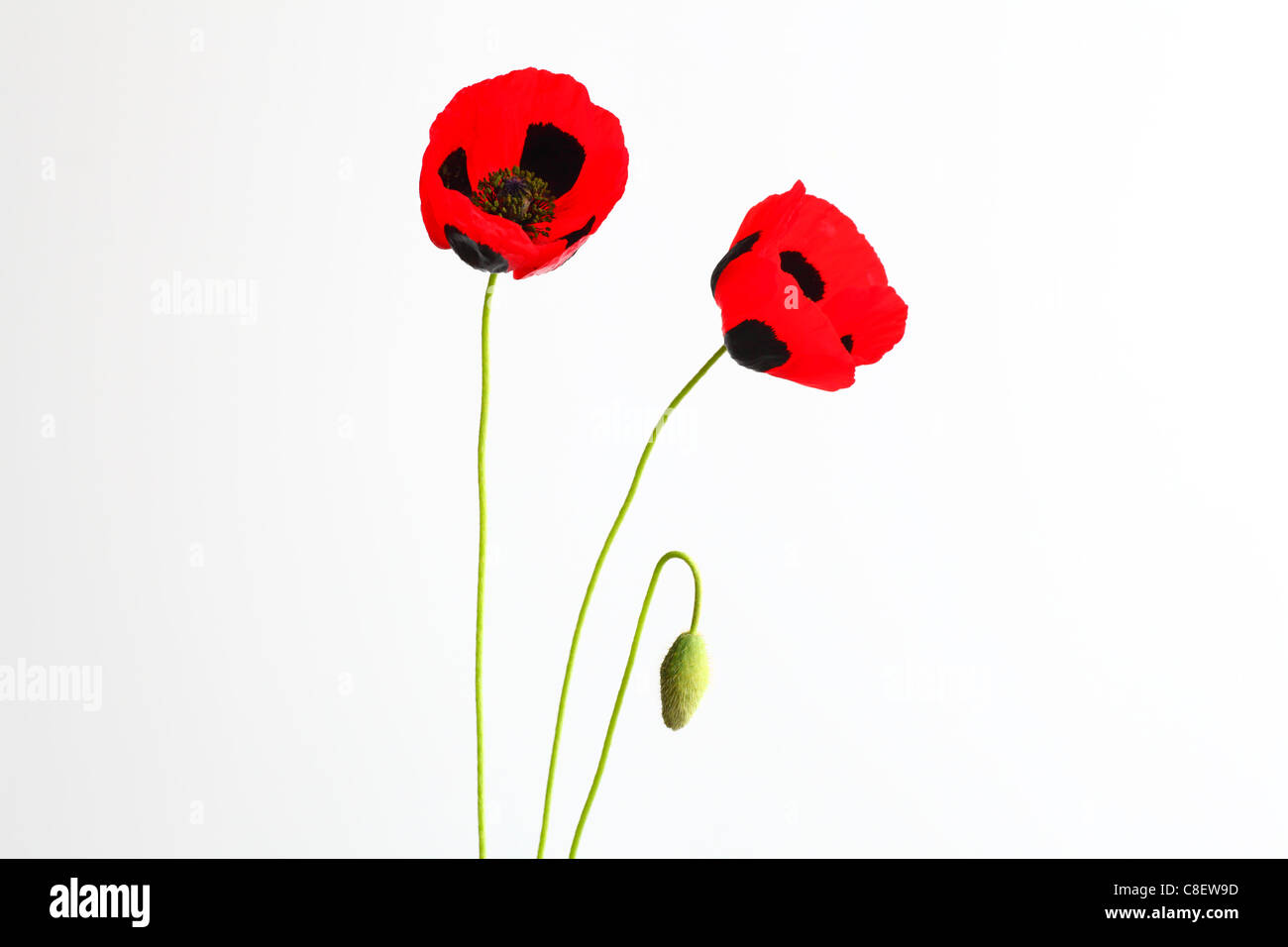 Poppy Whyte White oriental poppy papaver orientale hi-res stock photography and ...