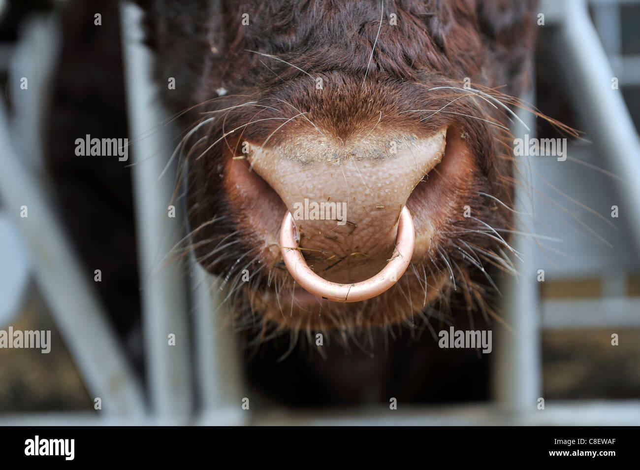 Detail of a cows nose with a brass ring through it. Stock Photo