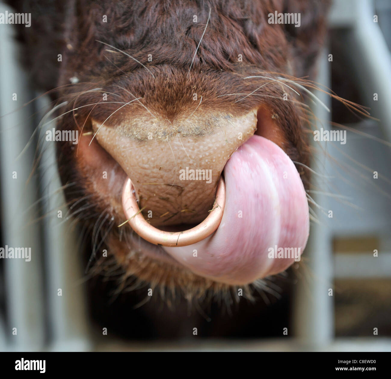 Detail of a cows nose with a brass ring through it. Stock Photo