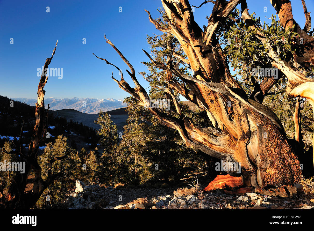 Ancient, Bristelcone, Pine Forest, Inyo, National Forest, California, USA, United States, America, trees Stock Photo