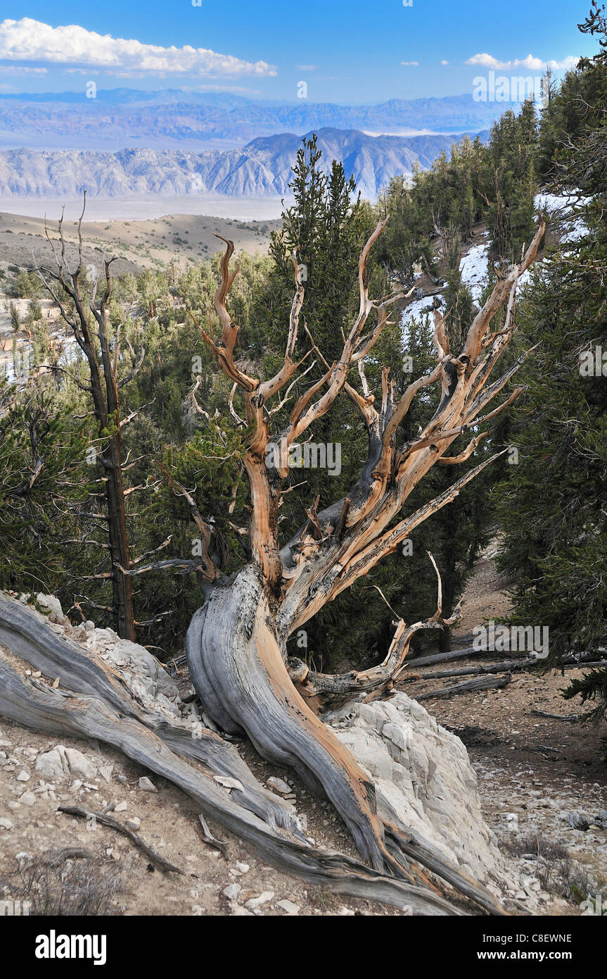 Ancient, Bristelcone, Pine Forest, Inyo, National Forest, California, USA, United States, America, trees, knobby Stock Photo