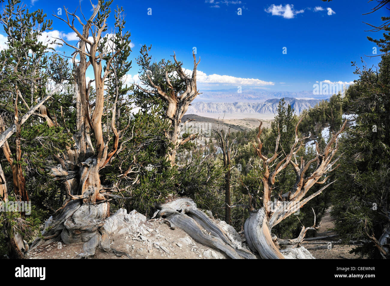 Ancient, Bristelcone, Pine Forest, Inyo, National Forest, California, USA, United States, America, trees, knobby Stock Photo