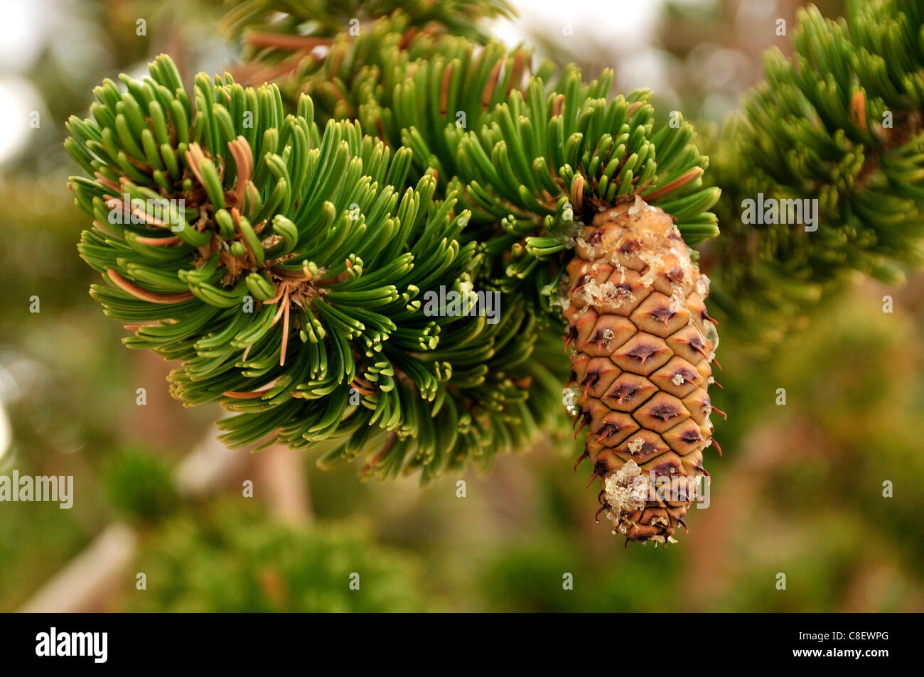 Ancient, Bristelcone, Pine Forest, Inyo, National Forest, California, USA, United States, America, trees, cone, needles, pine Stock Photo