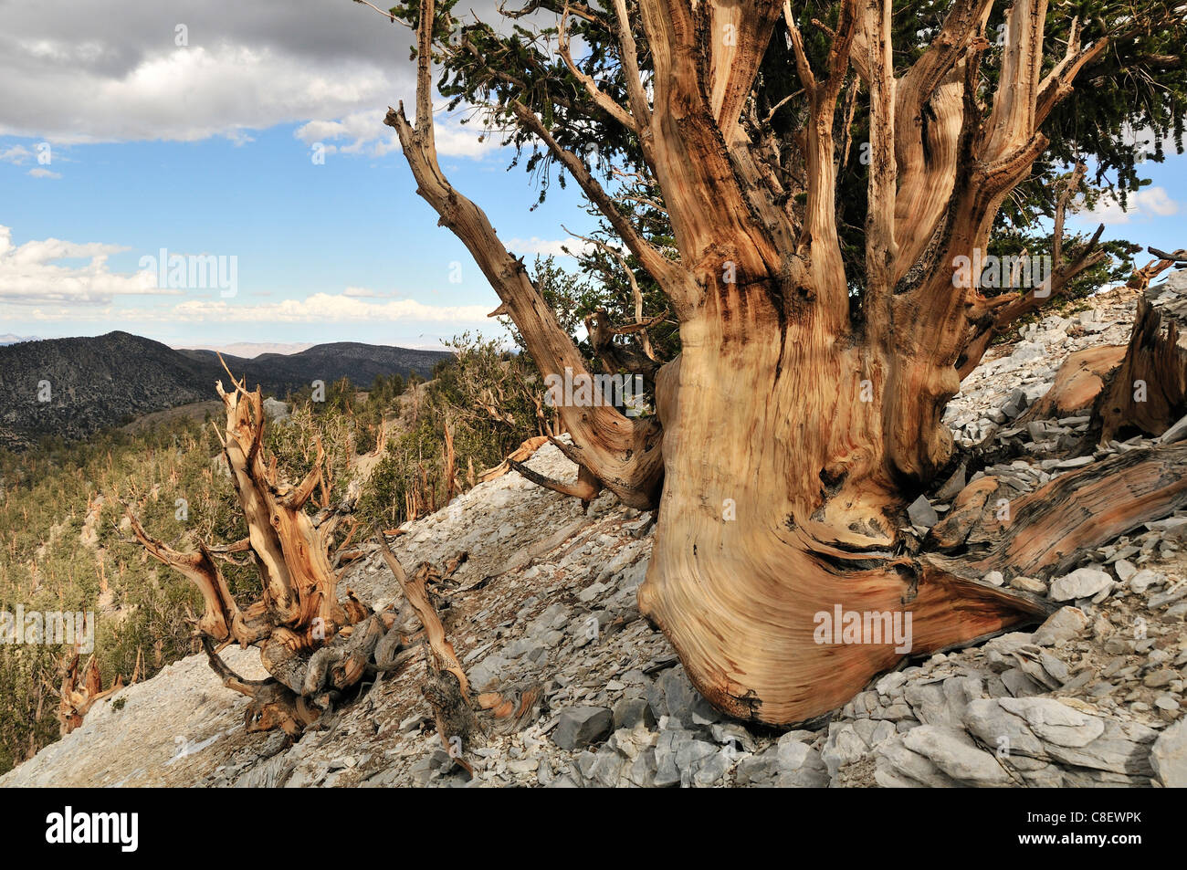 Ancient, Bristelcone, Pine Forest, Inyo, National Forest, California, USA, United States, America, trees, knobby Stock Photo