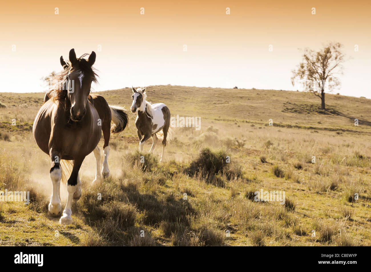 Stock horses on an Australian cattle station at sunrise Stock Photo