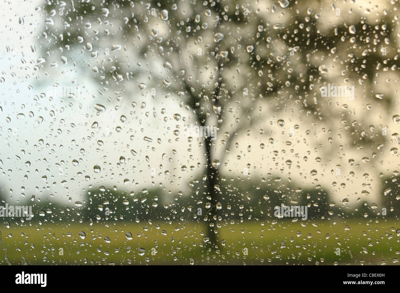 Rain, through, window, drops, water, USA, tree Stock Photo