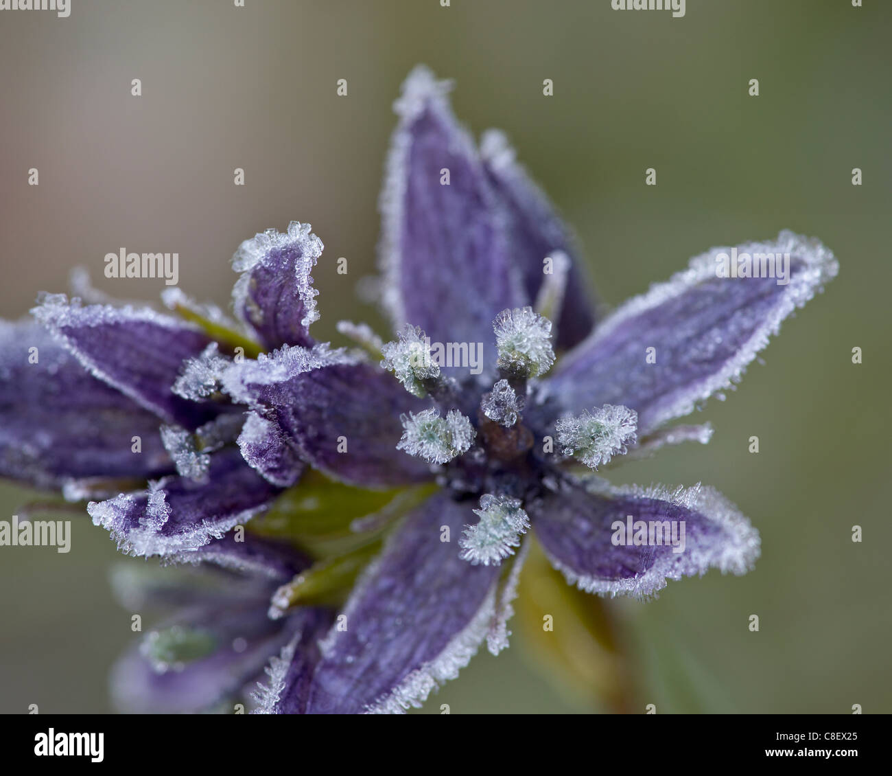 Star Gentian (Felwort) (Swertia perennis) with frost, Colorado State Forest State Park, Colorado, United States of America Stock Photo