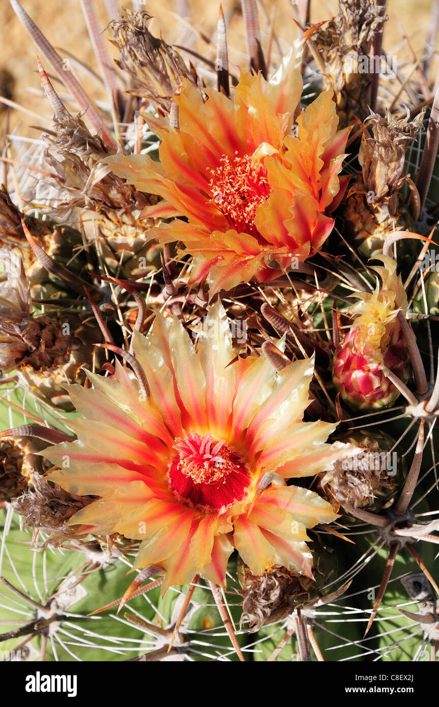Barrel, Cactus, blooming, El Sargento, Baja California Sur, Baja, California, Sur, Mexico, Middle America, blossom Stock Photo