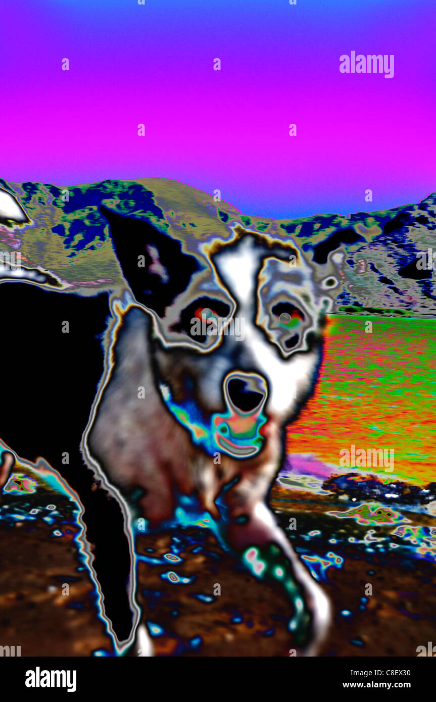 Dog, La Paz, Baja California Sur, Baja, California, Sur, Mexico, Middle America, alienated Stock Photo