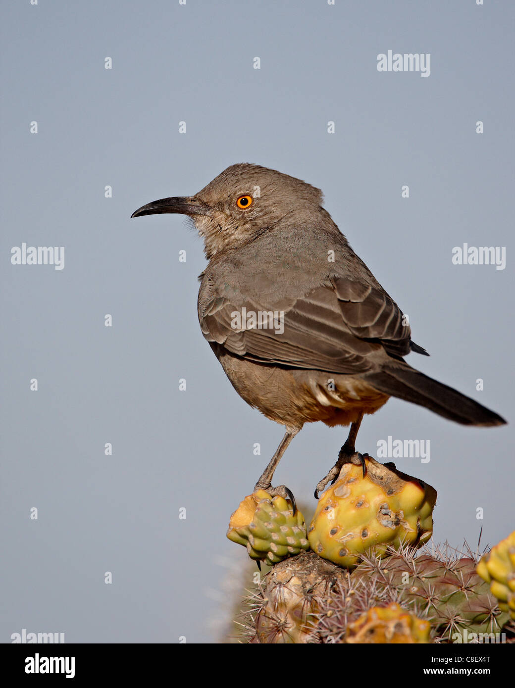 Curve-billed thrasher (Toxostoma curvirostre, Rockhound State Park, New Mexico, United States of America Stock Photo