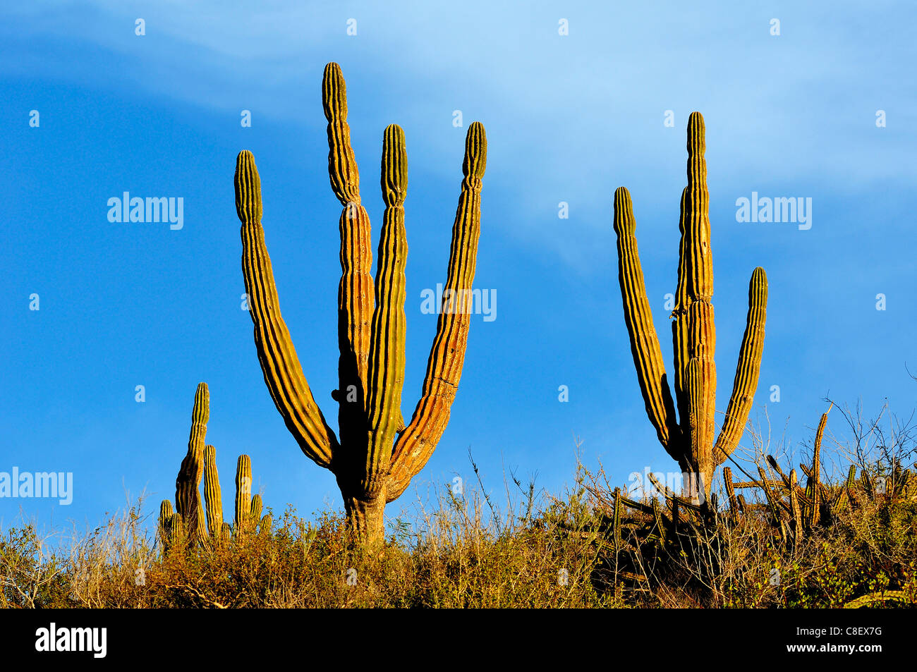 Cactus, Punta Gorda, Ventana Bay, Sea of Cortez, Baja California Sur, Baja, California, Sur, Mexico, Middle America, Stock Photo