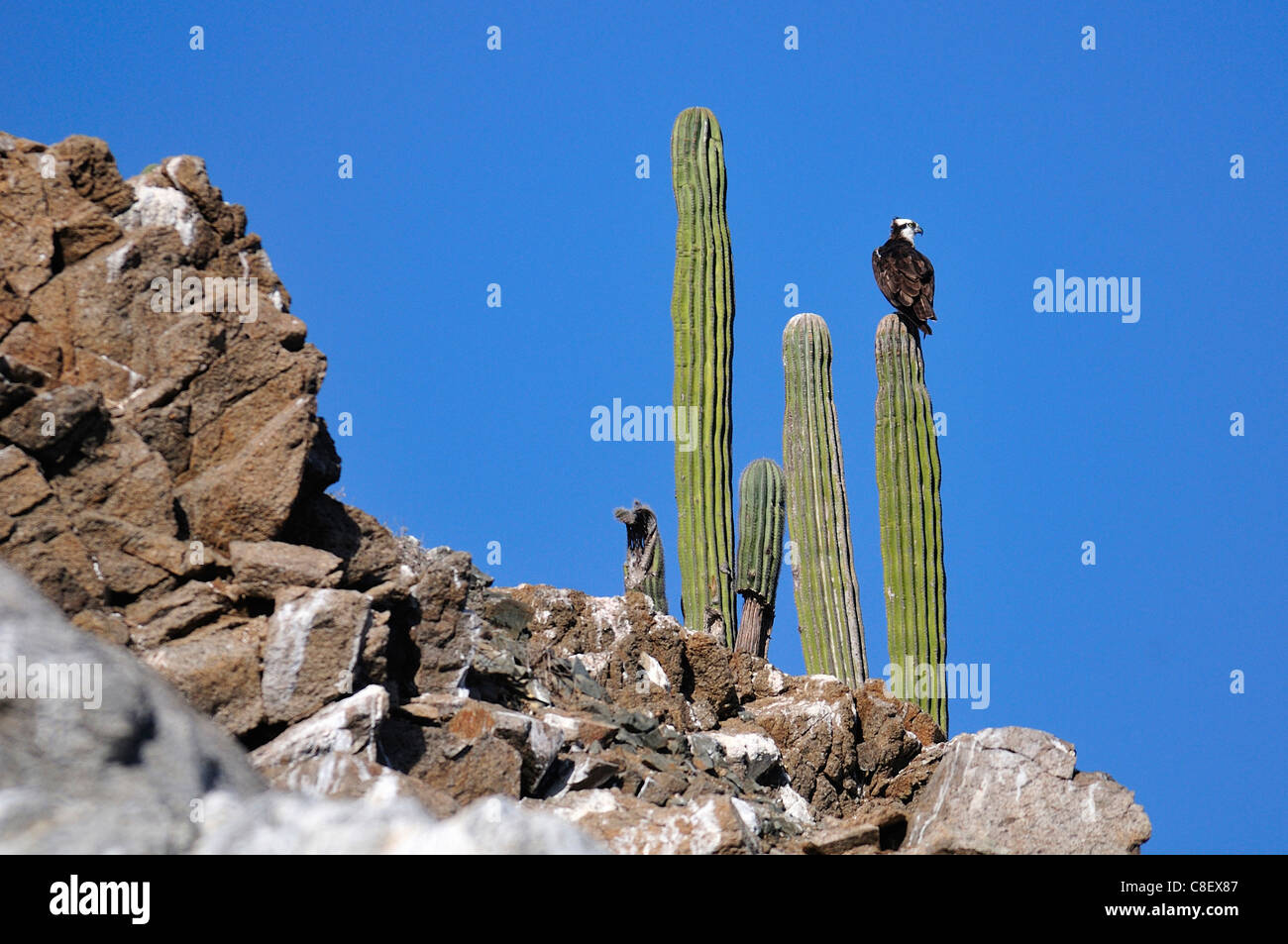 Osprey, bird, Isla Cerralvo, Ventana Bay, Sea of Cortez, Baja California Sur, Baja, California, Sur, Mexico, Middle America, cac Stock Photo