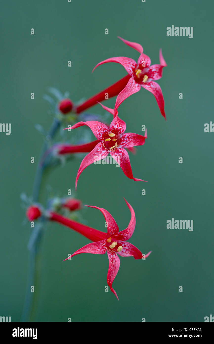 Scarlet Gilia (fairy trumpet) (scarlet skyrocket) (skunk flower) (Ipomopsis aggregeta, Gunnison National Forest, Colorado, USA Stock Photo