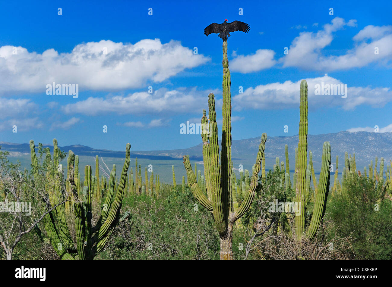 Vulture, cactus, Pachycereus pringlei, bird, near La Ventana, Sea of Cortez, Baja California Sur, Baja, California, Sur, Mexico, Stock Photo