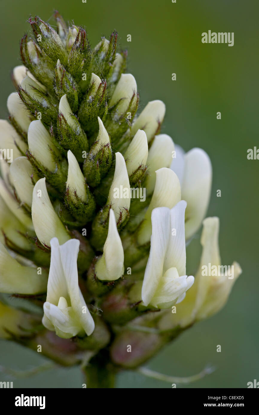 Wild licorice (American licorice) (Glycyrrhiza lepidota, Red Feather