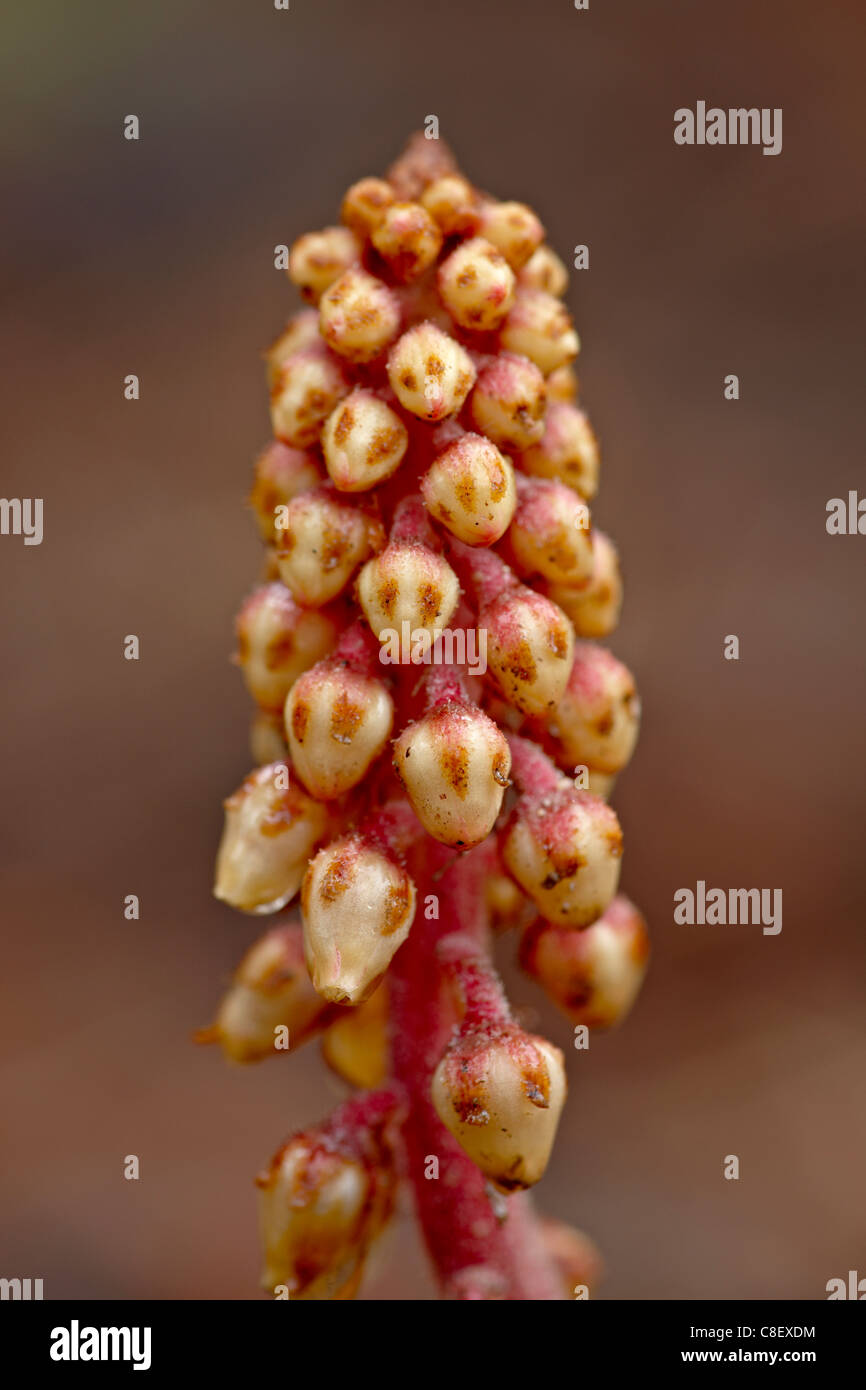 Pinedrops (Pterospora andromedea, Red Feather Lakes District, Roosevelt National Forest, Colorado, United States of America Stock Photo