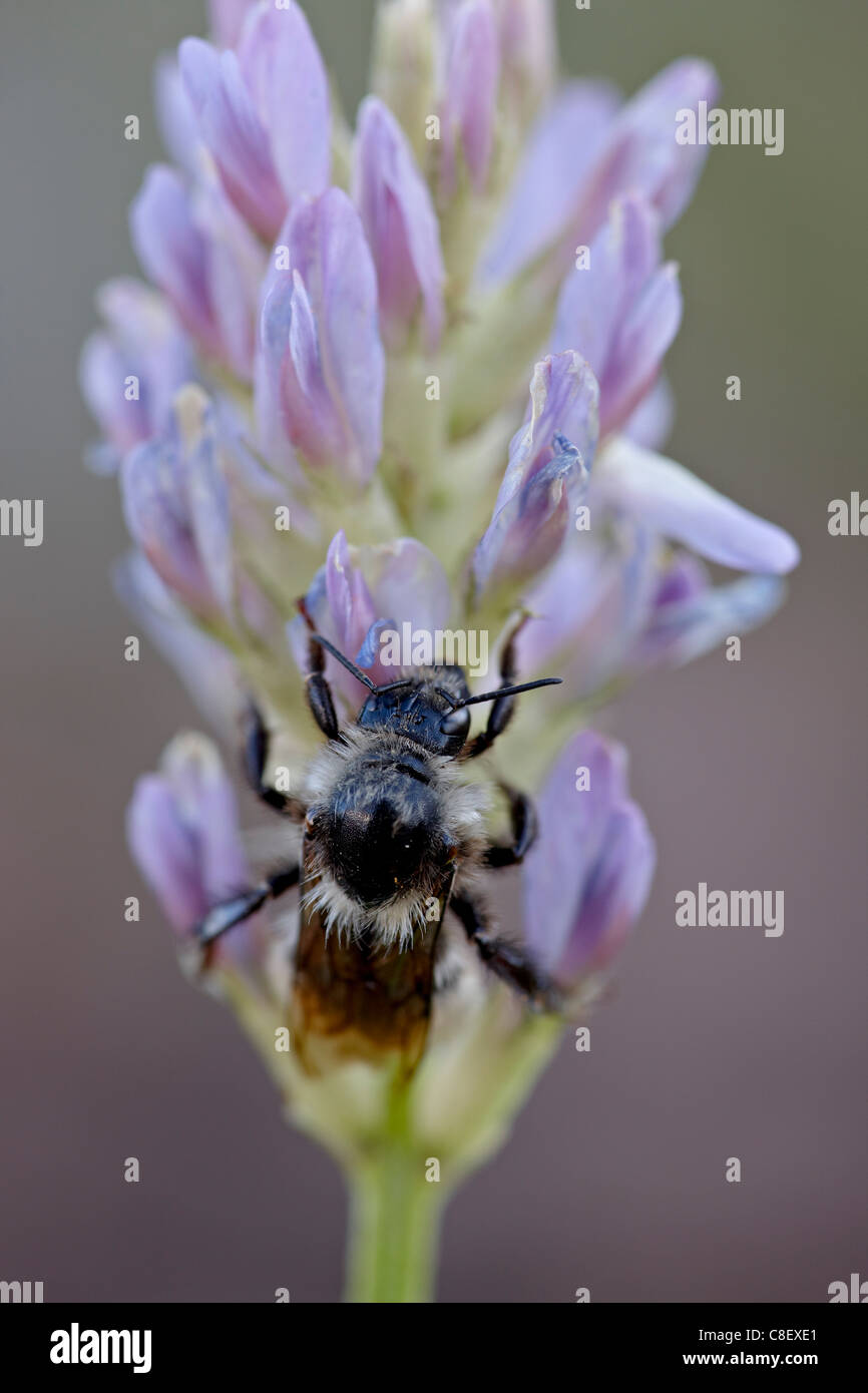 American bumble bee (Bombus pennsylvanicus, Red Feather Lakes District, Roosevelt National Forest, Colorado, USA Stock Photo