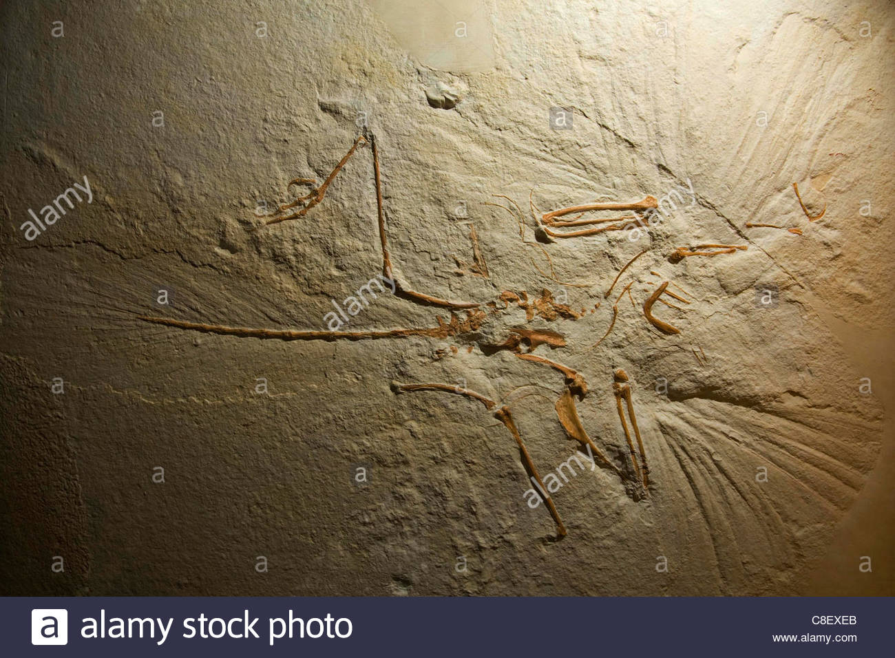 Cast Fossil Animal Stock Photos & Cast Fossil Animal Stock Images Alamy