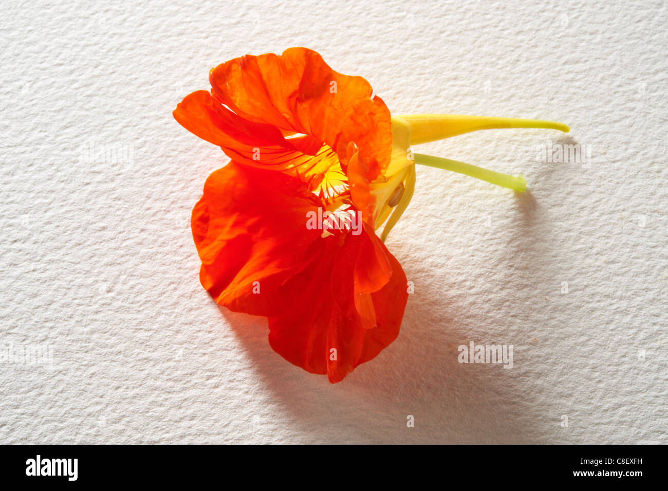 Fresh flowering Nasturtium flowers Stock Photo