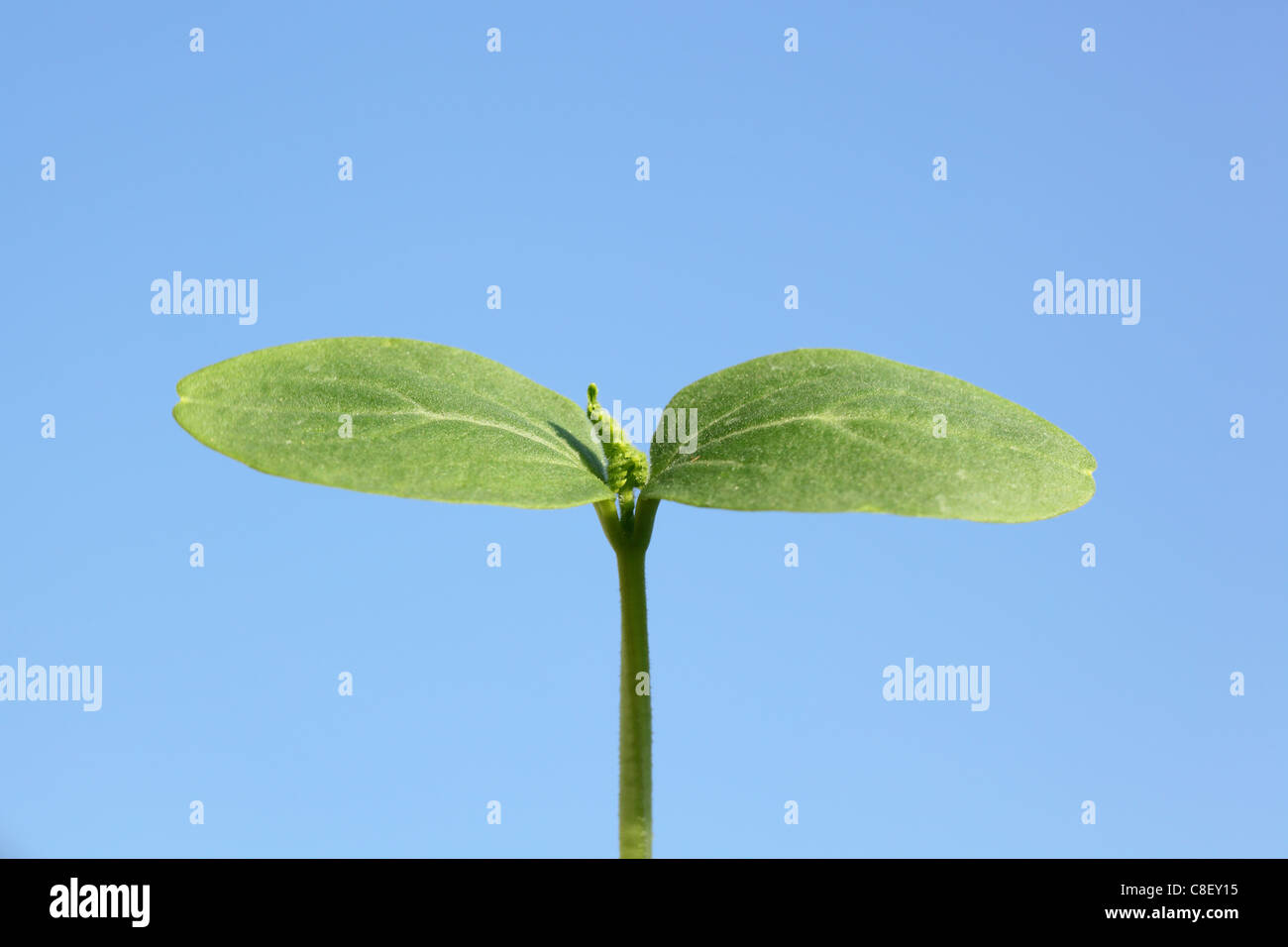 Blue sky and sprout Stock Photo - Alamy
