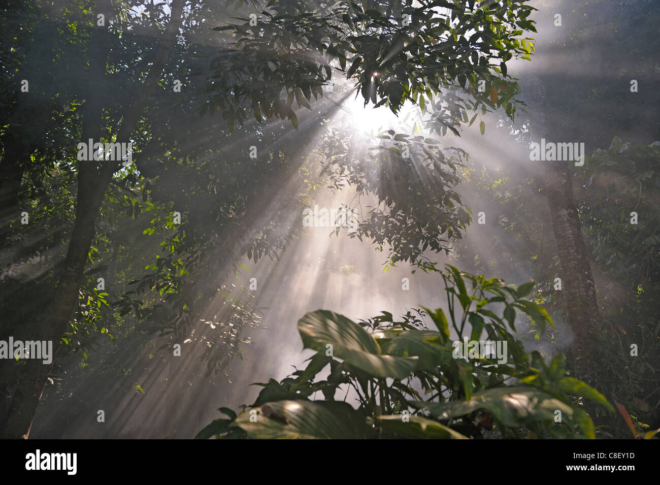 Forest, fog, Chaolem Rattanakosin, National Park, Thailand, Asia, trees, sun rays Stock Photo