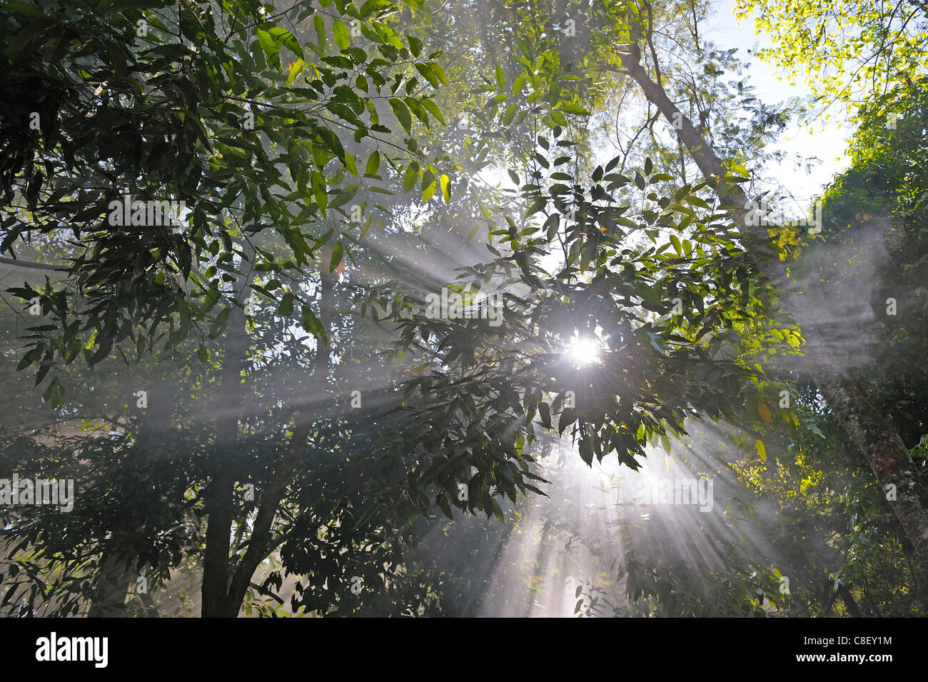 Forest, fog, Chaolem Rattanakosin, National Park, Thailand, Asia, trees, sun rays Stock Photo