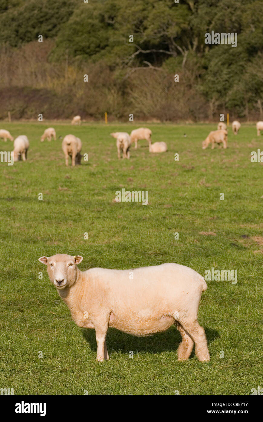Sheep Group of adults in a field Dorset, UK Stock Photo