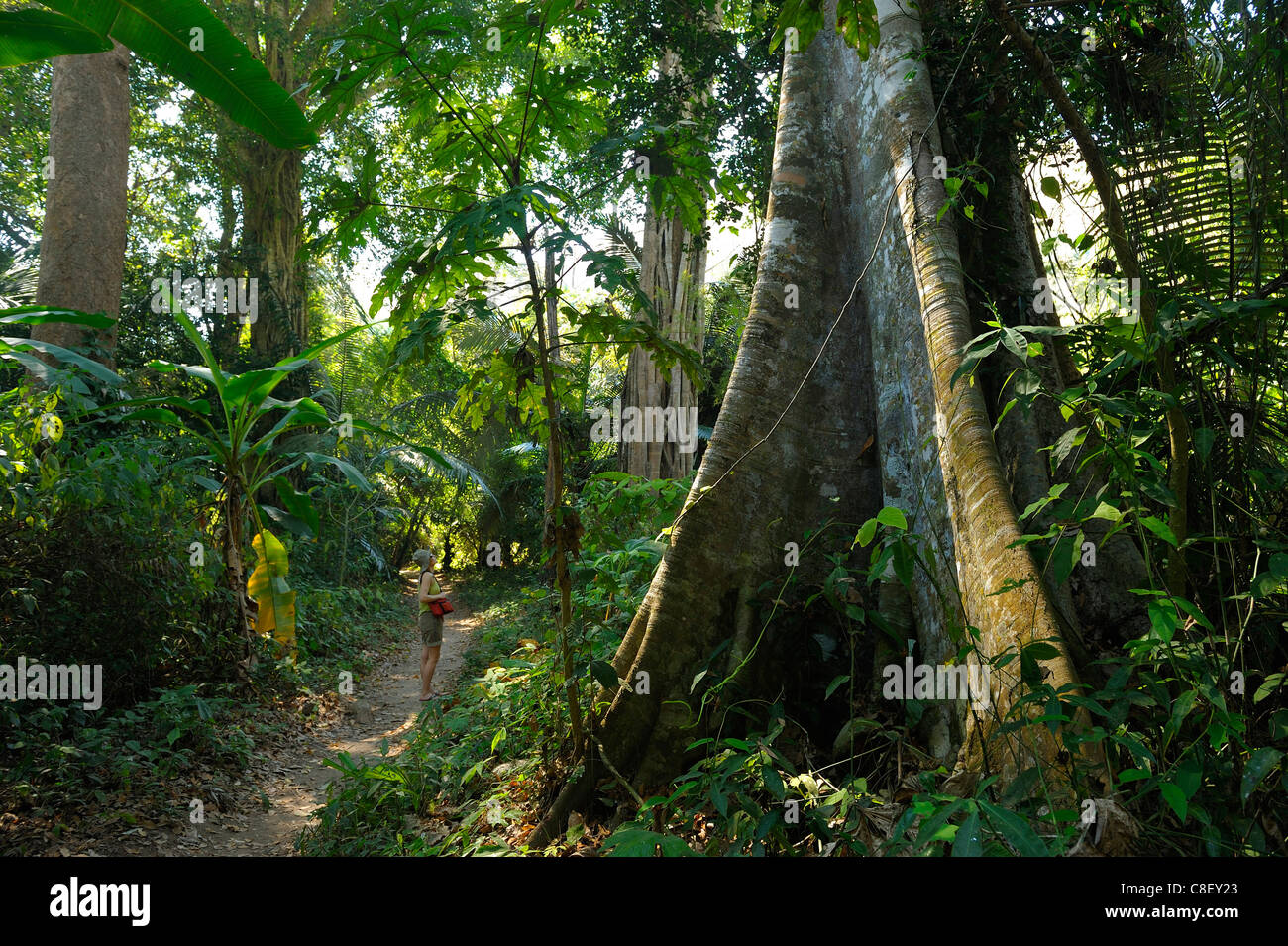Hiker, Forest, Chaolem Rattanakosin, National Park, Thailand, Asia, trees Stock Photo