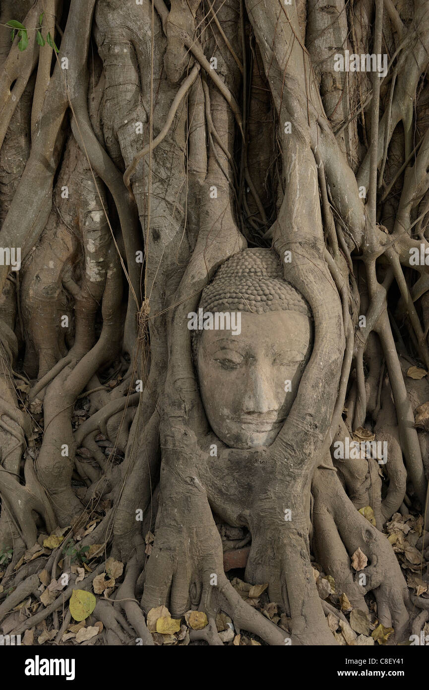 Buddha, tree trunk, Wat Maha That, UNESCO, World Heritage, Site, Ayutthaya, Thailand, Asia, Stock Photo