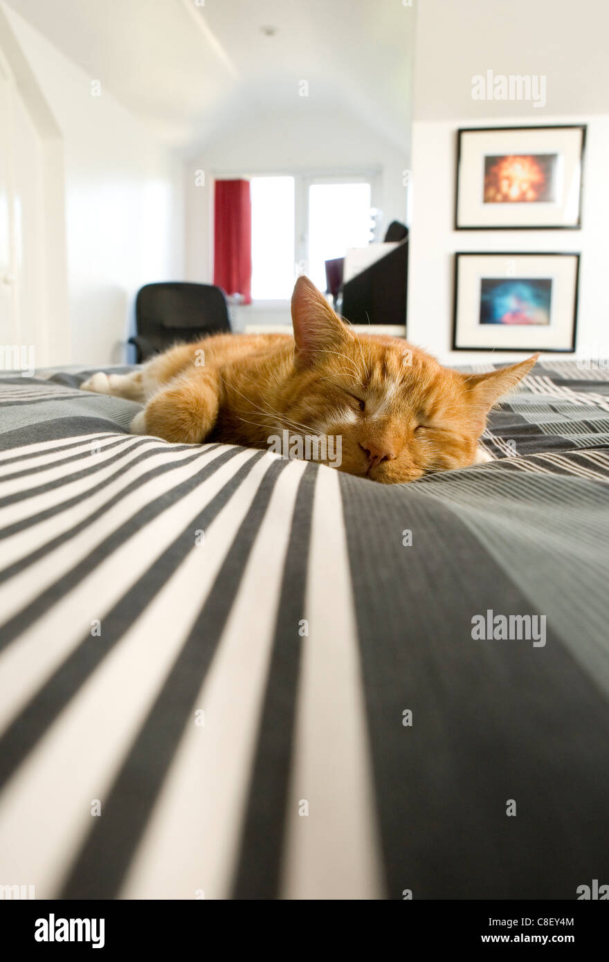 Domestic cat Single adult laying on a bed UK Stock Photo