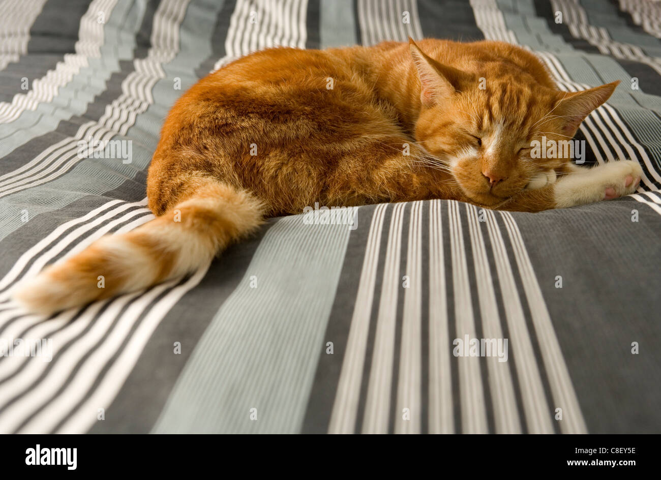 Domestic cat Single adult laying on a bed UK Stock Photo - Alamy