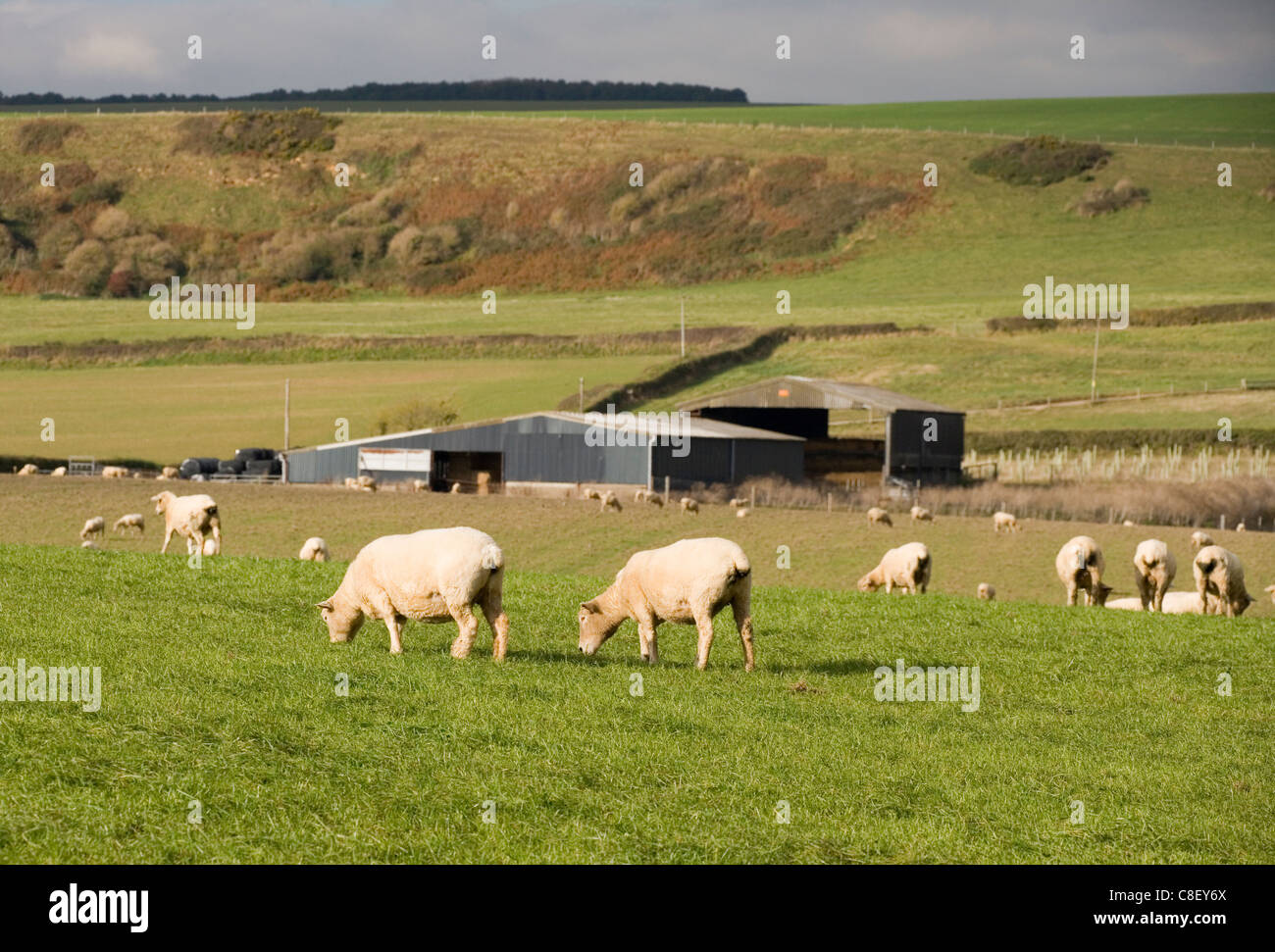 Sheep Group of adults in a field Dorset, UK Stock Photo