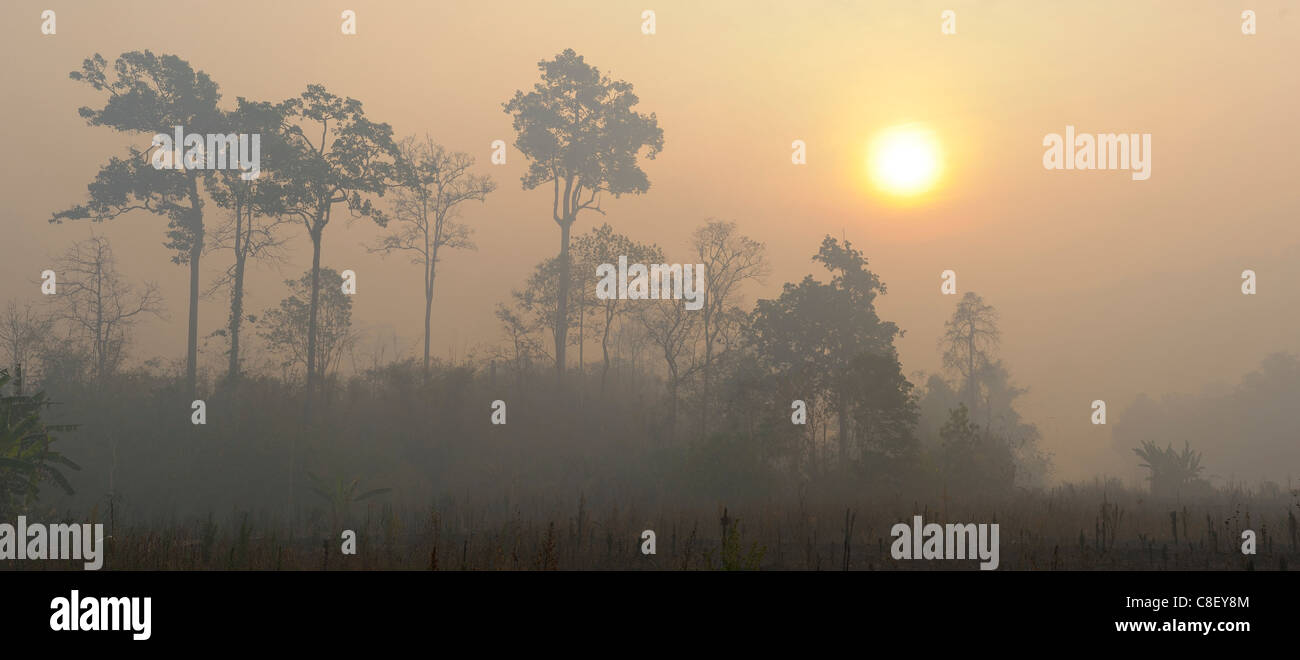 Palm Trees, sun rising, Um Phang, Thailand, Asia, fog Stock Photo