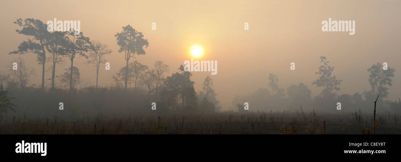 Palm Trees, sun rising, Um Phang, Thailand, Asia, fog Stock Photo