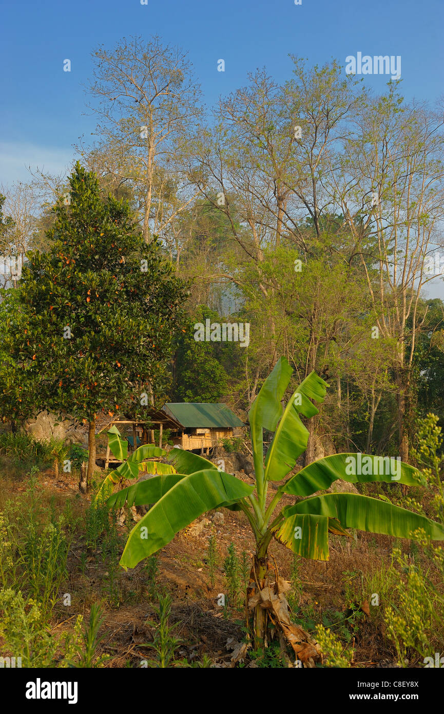 plant, forest, Um Phang, Thailand, Asia, Stock Photo