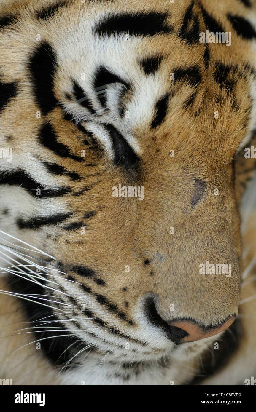 Tiger, anmimal, head, Tiger Kingdom, Chiang Mai, Thailand, Asia, Stock Photo