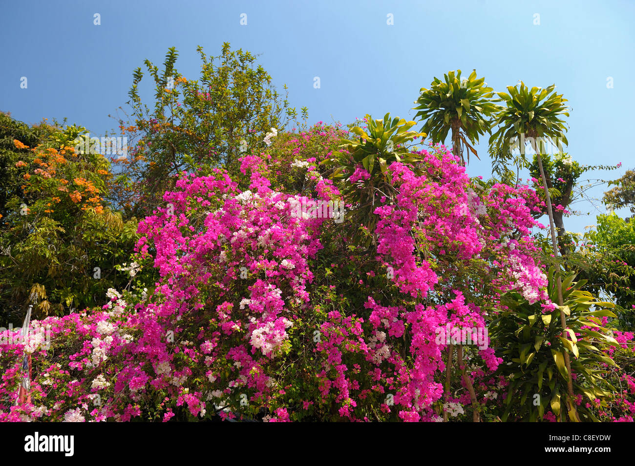 Flowers, Mae Hong Son, Thailand, Asia, blossoms, red Stock Photo