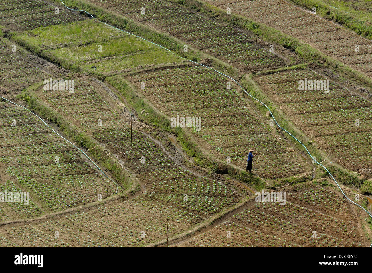 Fields, near Mae Hong Son, Thailand, Asia, agriculture Stock Photo