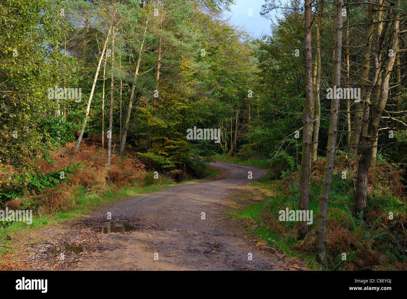 Woodland trail in Longridge Fell Lancashire Stock Photo Alamy