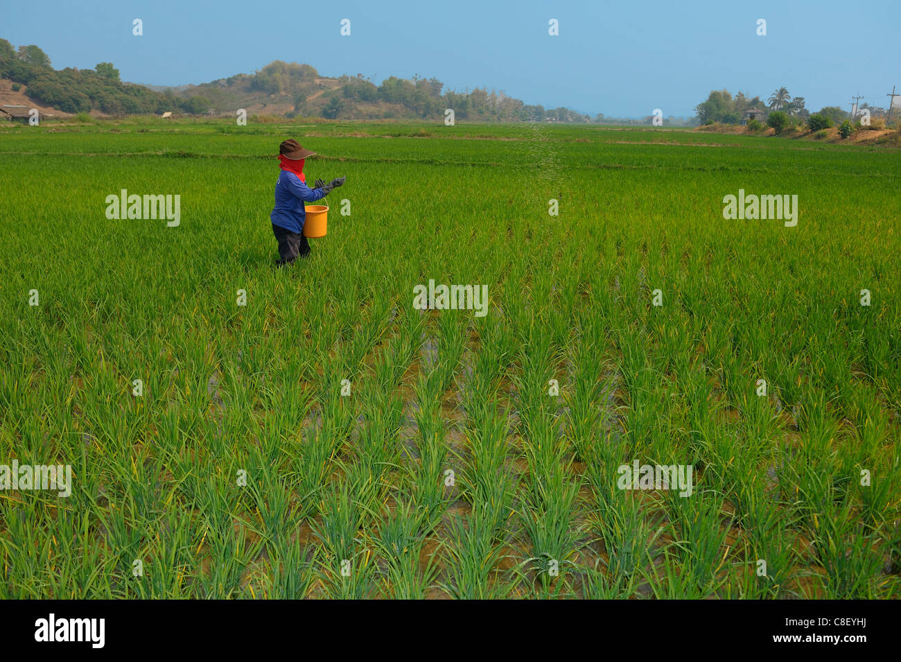 Fertilizing, rice, Rice Fields, near Chiang Rai, Thailand, Asia, farmer, agriculture, worker Stock Photo