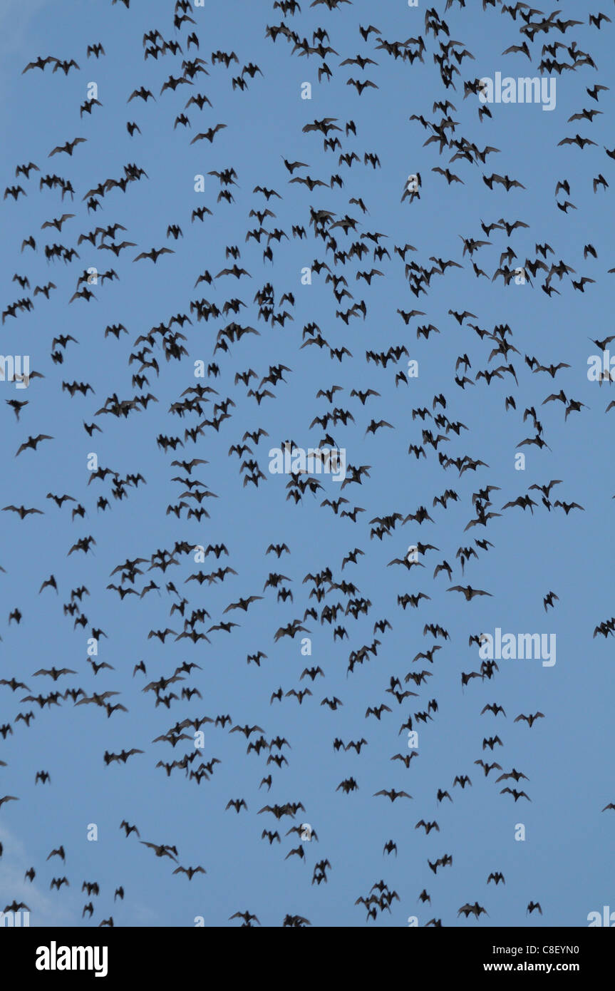 Bats, animals, flying, swarm, near Khao Yai, National Park, Thailand, Asia, Stock Photo