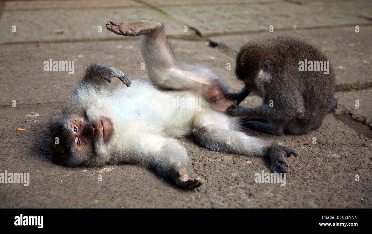 Getting the job done. Two macaque monkeys in Ubud forest, Bali Stock