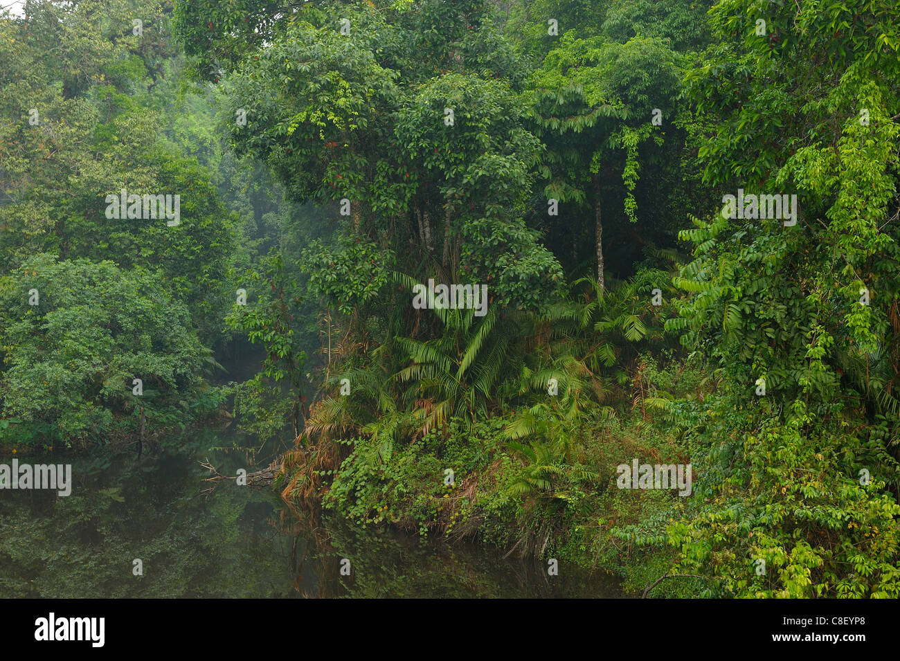 Forest, Creek, Khao Yai, National Park, World Heritage, Site, Thailand, Asia, nature Stock Photo