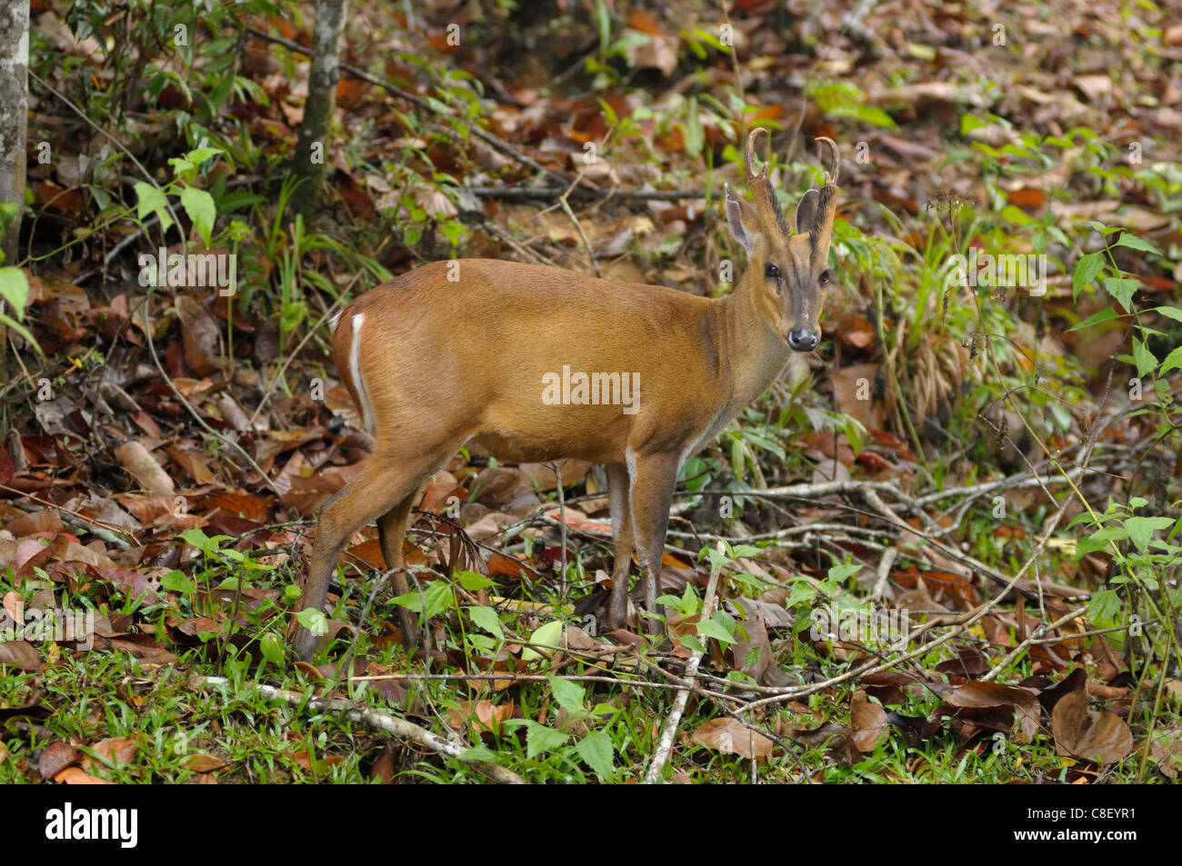 Deer, Khao Yai, National Park, World Heritage, Site, Thailand, Asia, animal Stock Photo