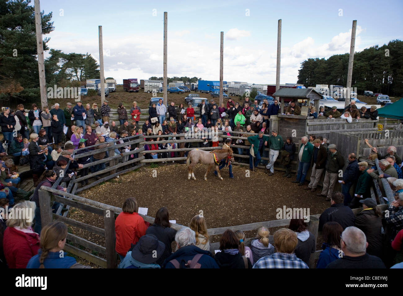 Horses New forest pony sale Hampshire, UK Stock Photo - Alamy